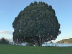 (190'608) - Baum am 20.