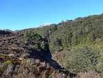 (191'328) - Wald und Bergbach im Tongariro-Nationalpark am 25.