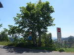 baume/666252/206889---baum-am-30-juni (206'889) - Baum am 30. Juni 2019 auf der Lderenalp