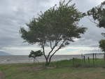 (211'964) - Baum am Nicaraguasee am 22.
