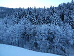 (243'619) - Verschneiter Wald am 8. Dezember 2022 bei Riemenstalden
