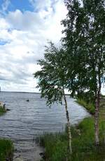 (288'039) - Baum am Fluss Kitinen am 11. Juni 2026 bei Sodankyla