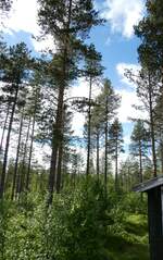 (288'053) - Finnischer Wald am 11. Juni 2026 bei Sodankyla