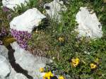 (134'477) - Alpenflora am Stockhorn am 26. Juni 2011