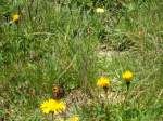 (134'492) - Alpenflora und Schmetterling am Stockhorn am 26. Juni 2011