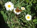 (134'512) - Alpenflora und Schmetterling am Stockhorn am 26. Juni 2011