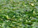 (152'692) - Seerosen im Lily Lake am 13. Juli 2014