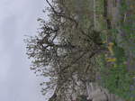 (179'295) - Blhender Baum mit Osterglocken am 2. April 2017 in Vendlincourt
