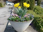 blumen/696908/215957---fruehling-am-8-april (215'957) - Frhling am 8. April 2020 in Gunten