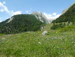 (252'106) - Alpenblumenwiese am 26. Juni bei Blatten (Ltschen)
