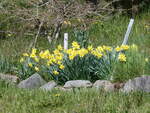 (273'799) - Aprilglocken am 10.