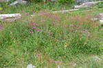 (288'767) - Blumenwiese am 17. Juni 2026 in Hamnoy