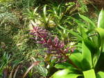blumen/672403/209092---pflanzen-am-25-august (209'092) - Pflanzen am 25. August 2019 im Papiliorama in Kerzers