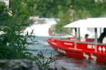 Einsames Bl�mchen am Rheinfall von Schaffhausen.