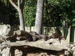 zoo-wellington-20/619722/191429---fischottern-am-26-april (191'429) - Fischottern am 26. April 2018 in Wellington, Zoo