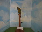 (211'974) - Guardabarronco, typischer Vogel aus Nicaragua im Museo de Rivas am 22.