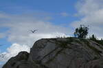(288'657) - Felsen mit Seeadler am Anflug am 16. Juni 2026 bei den Lofoten