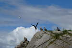 (288'663) - Felsen mit Seeadler am 16. Juni 2026 bei den Lofoten