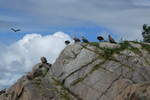 (288'664) - Felsen mit Seeadler am 16. Juni 2026 bei den Lofoten