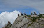 (288'665) - Felsen mit Seeadler am 16. Juni 2026 bei den Lofoten
