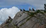 (288'666) - Felsen mit Seeadler am 16. Juni 2026 bi den Lofoten