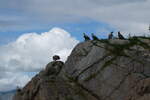 (288'668) - Felsen mit Seeadler am 16. Juni 2026 bei den Lofoten