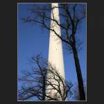 Gewisse Verwandschaften: Die filigrane Betonr�hre des Stuttgarter Fernsehturms und ein Baumstamm.