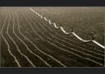 Linien im Feld und das Zick-Zack der Bew�sserung.