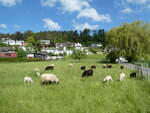 (250'160) - Weidende Schafe am 18. Mai 2023 in Develier