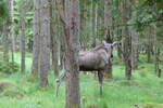 (287'755) - Elchsafari am 8. Juni 2026 in Markaryd