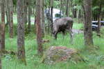 (287'756) - Elchsafari am 8. Juni 2026 in Markaryd