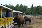(287'758) - Nordamerikanische Bisons am 8.