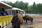 (287'759) - Nordamerikanische Bisons am 8.