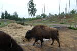 (287'761) - Nordamerikanisches Bison am 8.