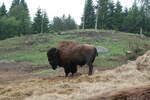 (287'762) - Nordamerikanisches Bison am 8.