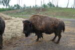 (287'763) - Nordamerikanisches Bison am 8.