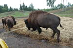 (287'764) - Nordamerikanische Bisons am 8.