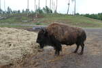 (287'765) - Nordamerikanisches Bison am 8.