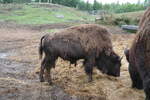 (287'766) - Nordamerikanisches Bison am 8.