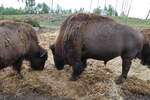 (287'767) - Nordamerikanische Bisons am 8.