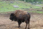 (287'768) - Nordamerikanisches Bison am 8.