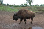 (287'769) - Nordamerikanisches Bison am 8.