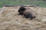 (287'770) - Nordamerikanisches Bison am 8.
