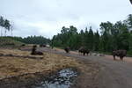 (287'771) - Nordamerikanische Bisons am 8.