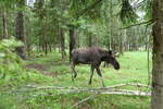 (287'782) - Elchsafari am 8. Juni 2026 in Markaryd