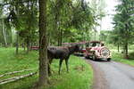 (287'784) - Elchsafari am 8. Juni 2026 in Markaryd