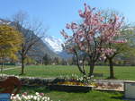 Kt. Bern/697185/216081---die-jungfrau-zwischen-blumen (216'081) - Die Jungfrau zwischen Blumen und Bumen am 15. April 2020 vom Hheweg in Interlaken aus