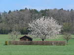 (203'756) - Bienenhaus und blhender Baum am 15. April 2019 in Vendlincourt