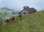 (264'955) - Rinder und Bergkapelle Rigi Kulm am 23. Juli 2024 auf der Rigi