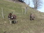 (189'072) - Zwei Esel im Ladholz am 5.